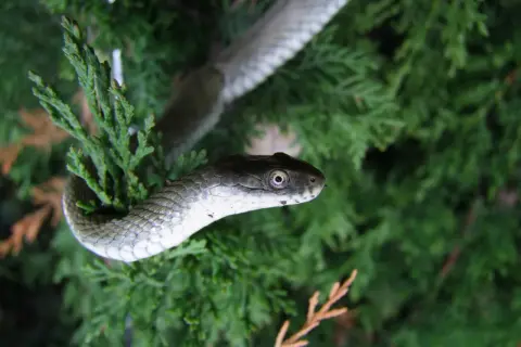 Serpente grigio con squame lucide si arrampica su un ramo verde. Un dettaglio affascinante della fauna selvatica, forse uno dei tanti schlangen am Gardasee.