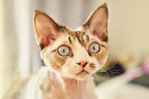 Devon Rex kocięta - jak je wychować i gdzie je znaleźć?