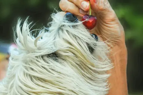 Pestki słonecznika dla psa: Tak, ale jak bezpiecznie podawać?