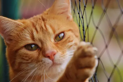 Un chat roux curieux regarde à travers un filet. Il rêve peut-être d'un voyage en air transport, mais le tarif animal est un obstacle.