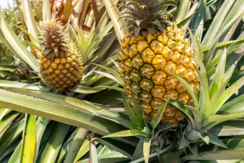 Reife Ananas erkennen: goldgelbe Schale, leicht nachgiebig. Hier wachsen sie im Sonnenschein.