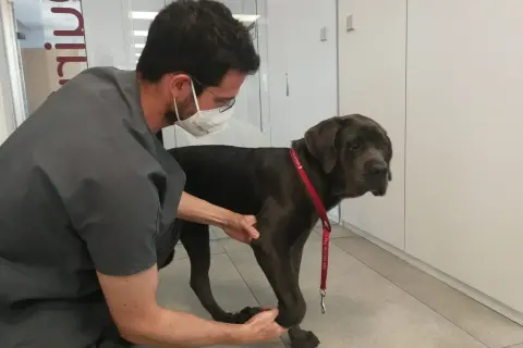 Veterinario examina a un perro grande que cojea de una pata delantera. El perro lleva un collar rojo.
