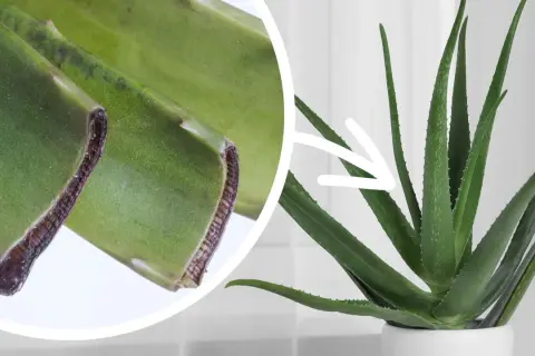 Zbliżenie na odcięte liście aloesu i dorodną roślinę w doniczce. Dowiedz się, jak ukorzenić aloes.