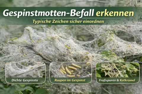 Dichte Gespinste bedecken einen Ast, darin viele Raupen. Die gespinstmotte raupe ist nicht giftig, aber schädlich für Pflanzen.