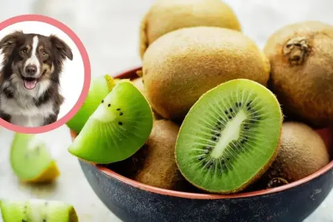 Uśmiechnięty piesek zastanawia się, czy pies może jeść kiwi. W misce leżą soczyste owoce kiwi, niektóre pokrojone.
