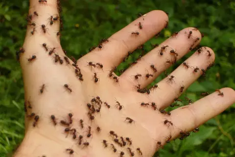 Dłoń pokryta mrówkami, które w naturze są ich naturalnym wrogiem.