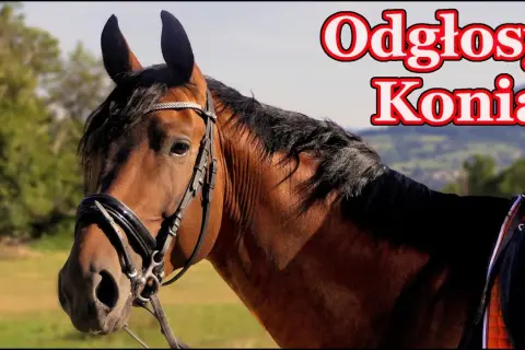 Jakie dźwięki wydaje koń? Odkryj ich znaczenie i emocje