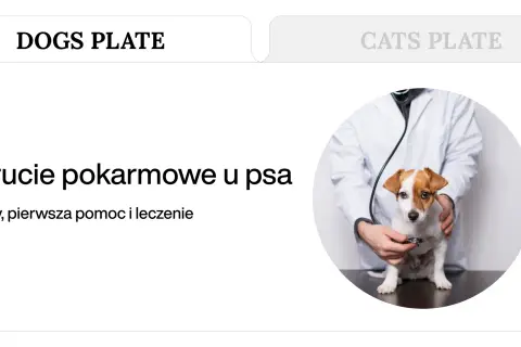 Weterynarz bada psa, który może mieć pierwsze objawy zatrucia pokarmowego.