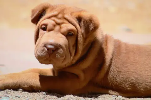 Uroczy szczeniak rasy shar pei leży na ziemi, jego pomarszczona głowa skierowana w stronę obiektywu.