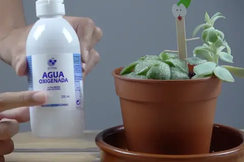 Botella de agua oxigenada para limpieza de plantas. Una mano señala la etiqueta mientras una suculenta en maceta tiene gotas de agua.