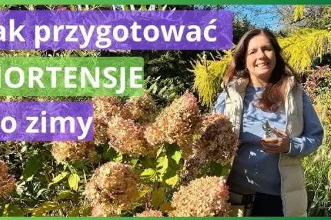 Jak zabezpieczyć hortensje ogrodowe przed zimą, aby przetrwały mrozy