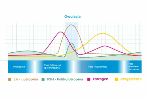 Wykres cyklu menstruacyjnego pokazujący zmiany poziomu hormonów: LH, FSH, estrogenu i progesteronu. Estradiol (estrogen) osiąga szczyt przed owulacją.