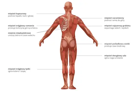 Anatomia człowieka: widok z tyłu ukazujący wszystkie mięśnie, ich nazwy i funkcje, np. mięsień naramienny podnoszący ramię.