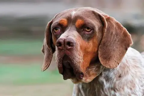 Un perro pachón de pelaje moteado y orejas caídas mira atentamente.
