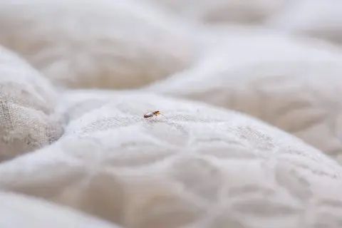 A single bed bug is visible on a quilted mattress.