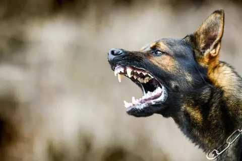Qué hacer si me ha mordido un perro: pasos cruciales a seguir