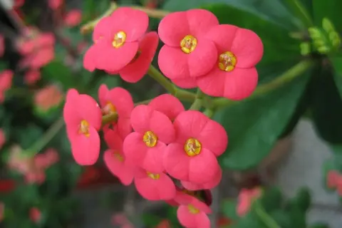 Jasnoróżowe kwiaty Euphorbia milii, zwane koroną cierniową, tworzą bukiet.
