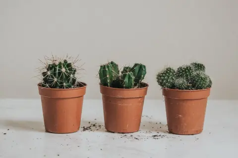 Tre små kaktusar i terrakottakrukor, redo att plantera om.