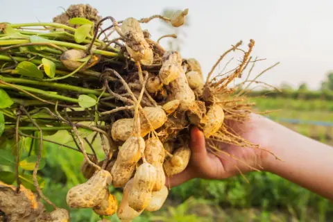 Eine Hand hält frisch geerntete Erdnüsse, die botanisch gesehen keine Nüsse sind.