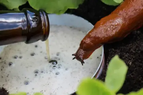 Jak zwalczać ślimaki w ogrodzie? Skuteczne metody i porady