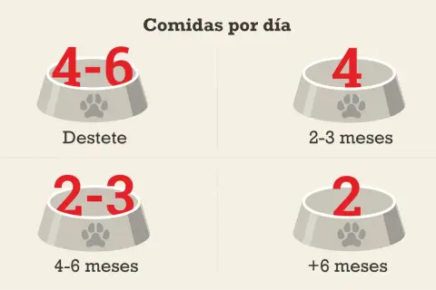 Guía de comidas diarias para un cachorro: 4-6 tomas al destete, 4 a los 2-3 meses, 2-3 a los 4-6 meses, y 2 después de los 6 meses.