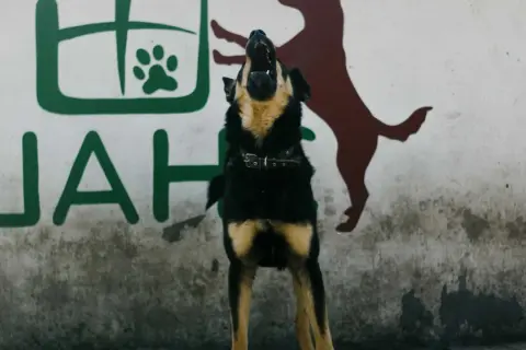 Perro ladrando frente a mural. ¿Cómo hacer que un perro deje de ladrar?