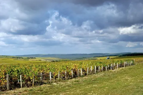 Weite Weinberge unter dramatischem Himmel. Im Vordergrund ranken sich die Reben der Chablis-Rebsorte, im Hintergrund ein Traktor.