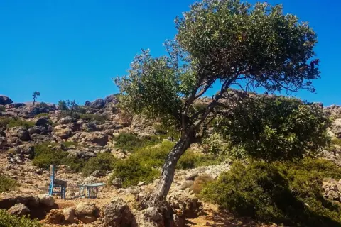 Un arbre solitaire sur une crête rocheuse en Crète, invitant à une pause lors d'une randonnée. Un siège bleu attend.