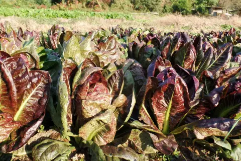 Un campo di radicchio rosso, con le sue foglie croccanti e colorate, annuncia la **radicchio stagione**.