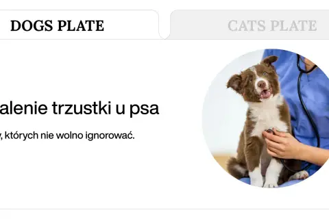 Uroczy szczeniak z brązową sierścią podczas badania weterynaryjnego. Temat: zapalenie trzustki u psa, które może wpływać na lipazę.