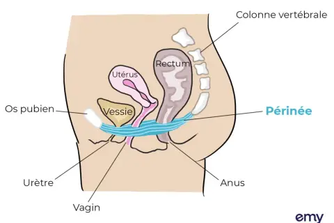 Schéma anatomique du pelvis féminin. La vessie, l'utérus, le rectum et le périnée sont représentés. Ce schéma peut aider à comprendre l'urgenturie femme traitement.