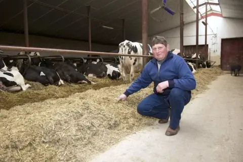 Rolnik sprawdza świeżość ściółki dla bydła mlecznego. Krowy odpoczywają na słomie w oborze.