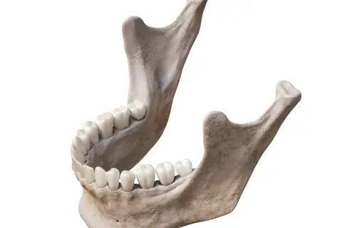 Anatomical model showing the human żuchwa with a full set of teeth, rendered in 3D.