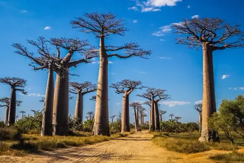 Atrakcje Madagaskar – odkryj niezwykłe miejsca i unikaj rozczarowań