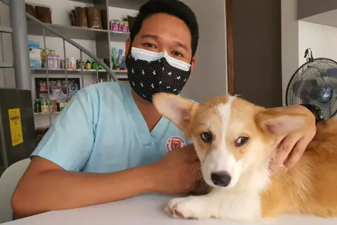 Weterynarz w maseczce uspokaja corgi, który ma kaszel u psa z odruchem wymiotnym.