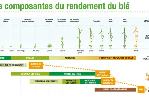Schéma illustrant les étapes de croissance du blé, de la semence à la maturité, et les facteurs influençant le rendement.