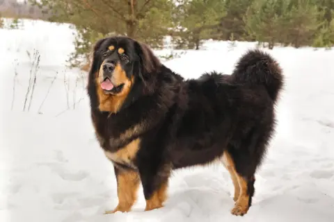 Ein majestätischer Do Khyi steht im Schnee, sein dichtes Fell schützt ihn vor der Kälte.