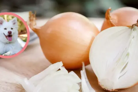 Czy pies może jeść cebulę? Dowiedz się, jak uniknąć zatrucia
