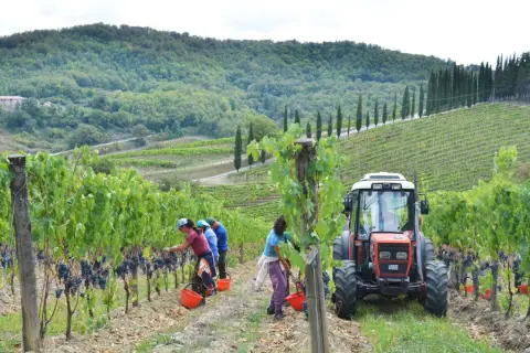 Zbiory winogron na wzgórzach Toskanii. Pracownicy zbierają winogrona do wiader, a obok stoi traktor, gotowy do transportu. Powstanie z nich pyszne wino santo.