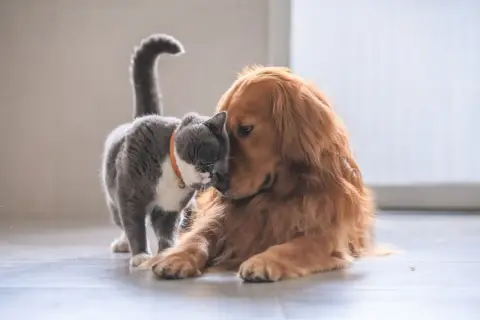 Ein süßer Hund und eine Katze kuscheln innig. Der Hund liegt entspannt, während die Katze ihn liebevoll mit der Nase berührt.
