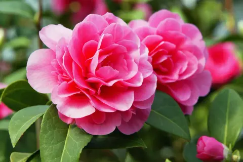 Zwei leuchtend pinke Kamelienblüten mit grünen Blättern. Ein Kamelien-Standort, der diese Schönheit hervorbringt.