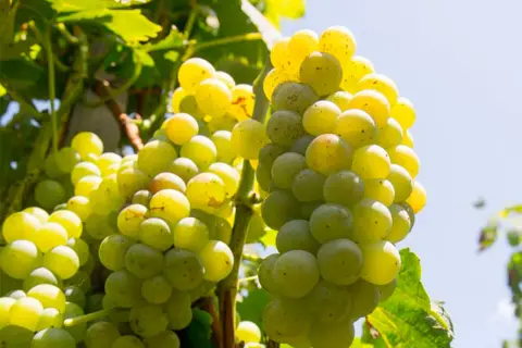 Grappoli di uva bianca, vitigno Etna, maturi e succosi sotto il sole, pronti per un vino fresco e aromatico.