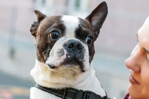 A Boston Terrier, a special needs dog, looks up at its owner with big, expressive eyes.