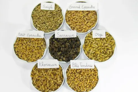 Sept coupelles présentent différentes variétés de céréales : seigle, grand épeautre, petit épeautre, sarrasin, orge, blés tendres et Khorasan.