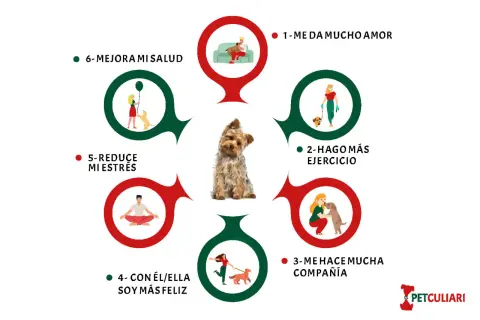 Los beneficios de tener un perro: amor, ejercicio, compañía, felicidad, menos estrés y mejor salud. Un Yorkshire terrier en el centro.