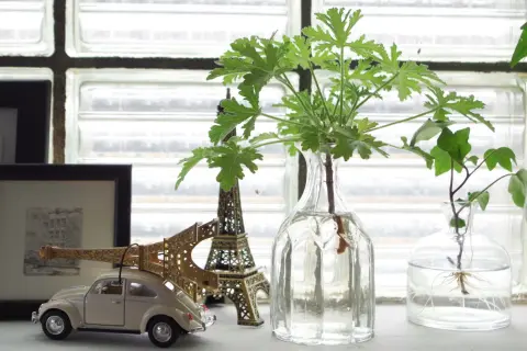 Gröna sticklingar i glasvaser, med en miniatyrbil och Eiffeltorn som sällskap. Snart redo att planteras!