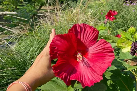 Dłoń podtrzymuje wielki, czerwony hibiskus bagienny. Wspaniała uprawa!