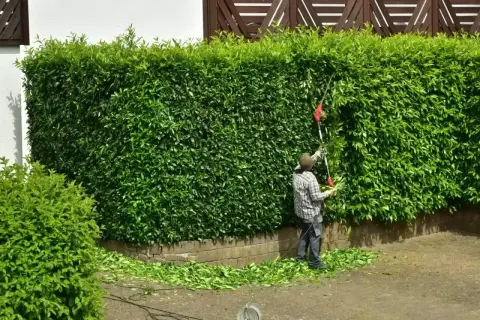 Przycinanie żywopłotu z laurowiśni. Roślina ta, mimo że mało wymagająca, potrzebuje regularnego cięcia, by zachować piękny kształt.