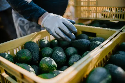 W jakim kraju rośnie awokado? Odkryj największe producenty tego owocu