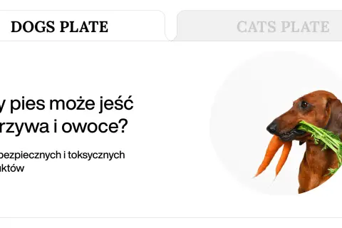 Jamnik z marchewką w pysku. Dowiedz się, jakie warzywa może jeść pies, by był zdrowy i szczęśliwy.